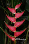 Heliconia orthotricha 'Baby Pink'